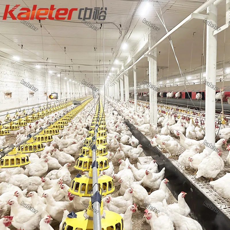 Hähnchen züchter Automatische Hähnchen-Feeder-Linie Automatische Broiler zucht Komplette Satup-Maschine für - Züchter Geflügel Ausrüstung - foodmachtech